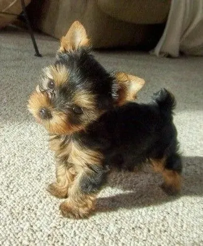 Yorkshire Terrier filhote seduz só com o olhar meigo