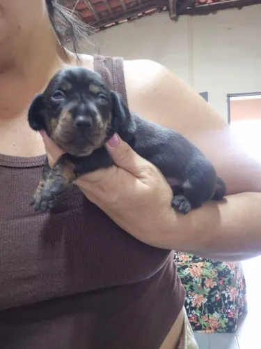 Vendas de pets
