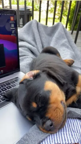 Rottweiler Seu próximo grande carinho pode começar hoje