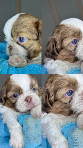 Shih tzu EUROPEU