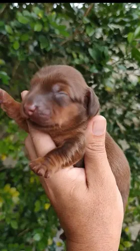 Dachshund Pelo Longo