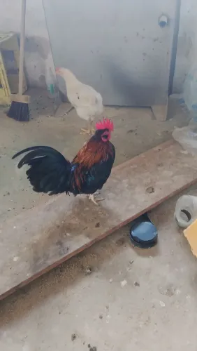 Galinha garnizé