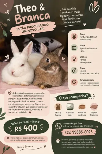 Coelhos a venda