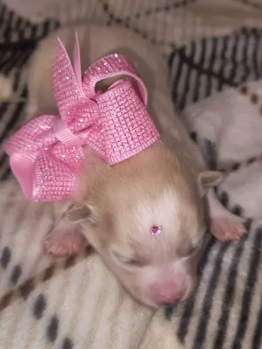 Filhotes lulu Pomerânia anão