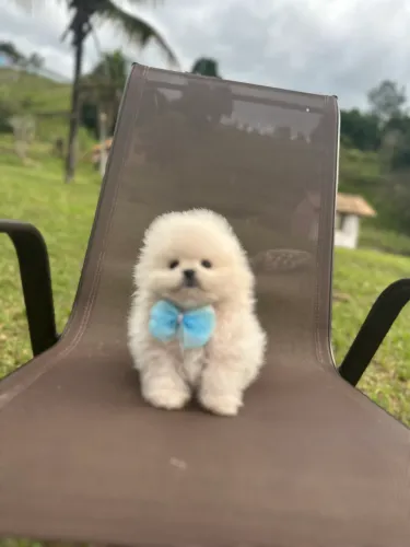 Lulu da pomerania Anao minúsculo