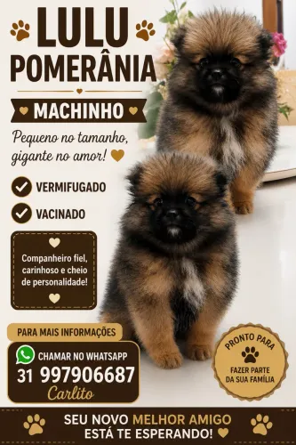 Lulu Pomerânia