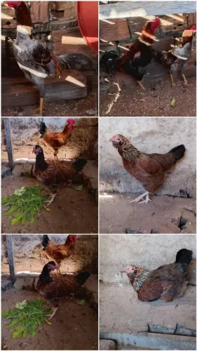 Aves