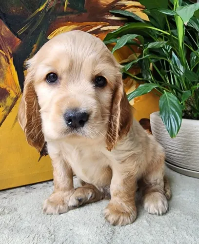 Ê Muito Amor Envolvido!! Cocker Spaniel Inglês Com Pedigree!!!!.