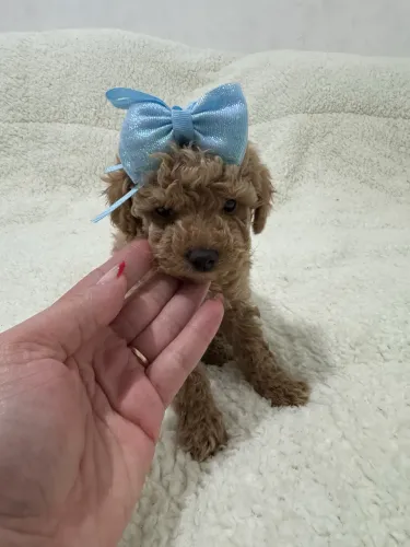 Poodle Toy Verdadeiro - Entrega Imediata
