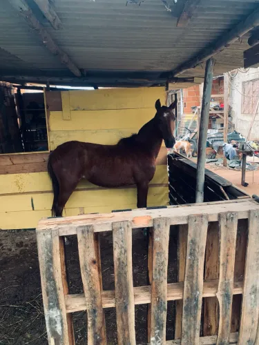 Cavalo