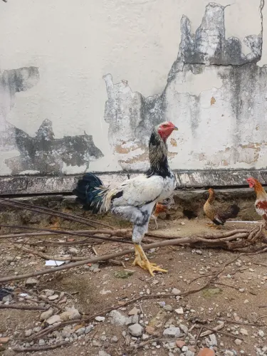 Galo