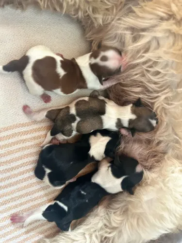 Vendo filhote de cachorro da raça shih tzu