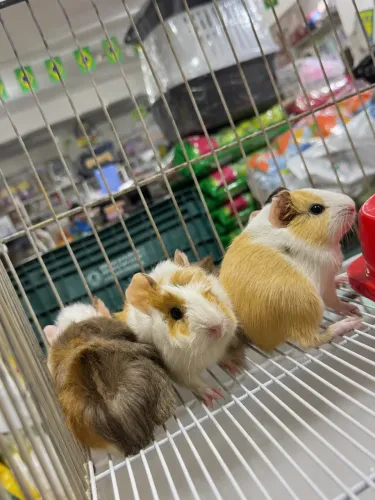 porquinho da índia filhote