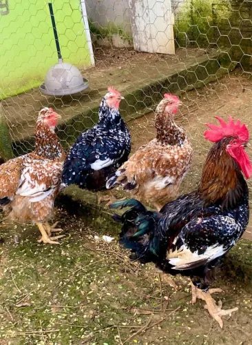 Galinha Sertaneja Balão GSB vendo ovos férteis, pintinhos frangas e Galos 