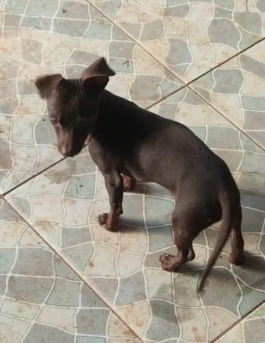 Pinhchers número 1