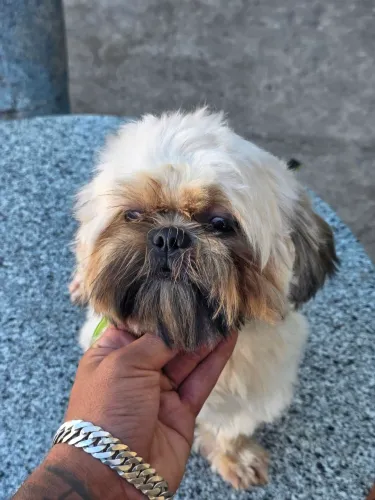 Shihtzu  macho 1 ano