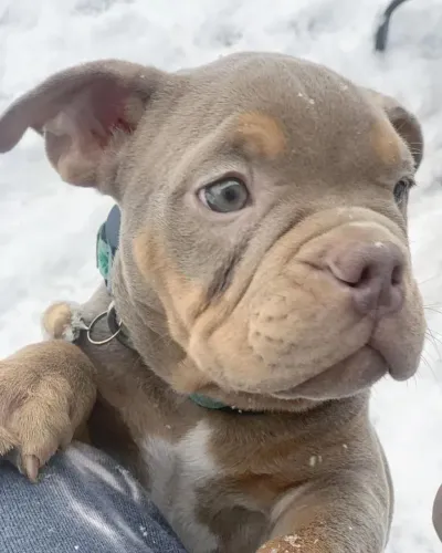 American Bully - Mais Do Que Companhia, Uma Conexão Verdadeira