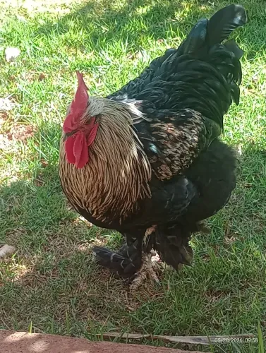 Galo Brahma Black