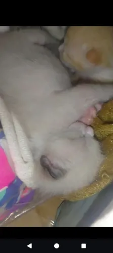 Gatinho siamês puro