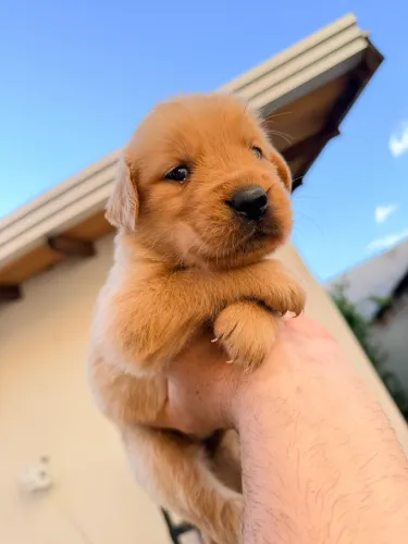 Filhote de Golden retriever 