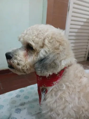 Poodle para adoção 