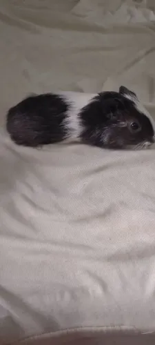 Porquinhos da índia MACHO FILHOTE