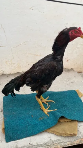 Frango índio 