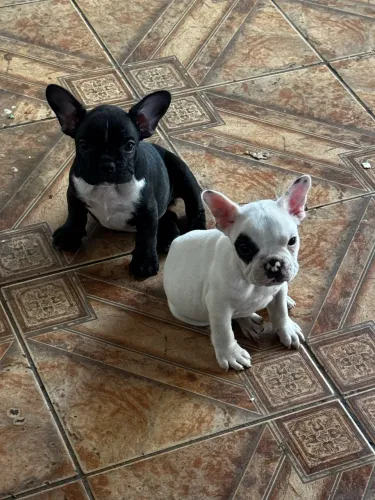 FILHOTES BULDOGUE FRANCÊS 
