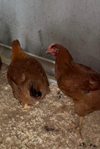 Galinha e Galo