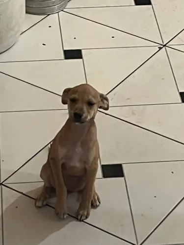 Doa se cachorros !! Uma mãe e uma filhote