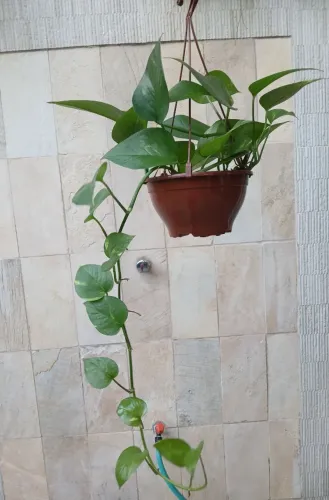 Planta Jiboia.