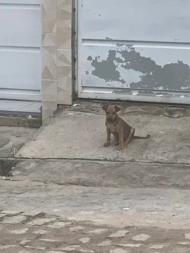 CACHORRINHO PARA ADOÇÃO 