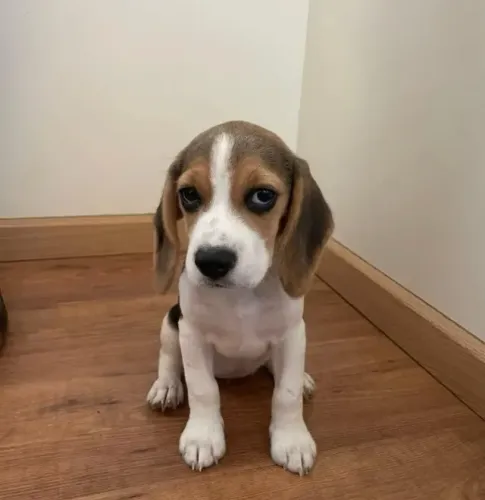 Filhotes de Beagle | Filhote perfeito para quem busca companhia.