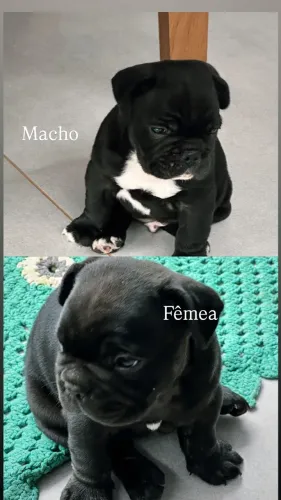 Filhotes de buldogue francês