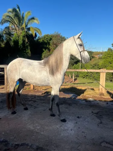 Cavalo marchador registrado