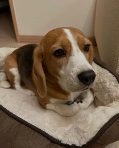 Seu novo companheiro pode ser um lindo Beagle filhote.