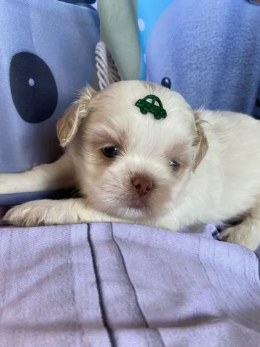 Filhote de Shih Tzu Macho