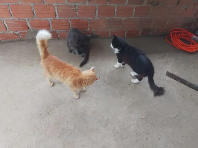 Doar 3 gatos castrados 