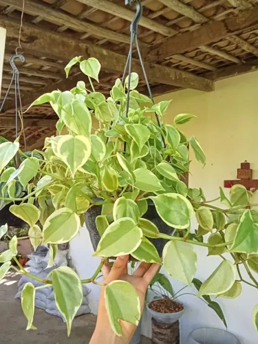 Peperômia Cupido / Coração - Folhagem Variegada - Planta Pendente