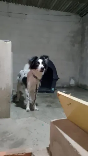 Estou doando um cachorro de 8 anos