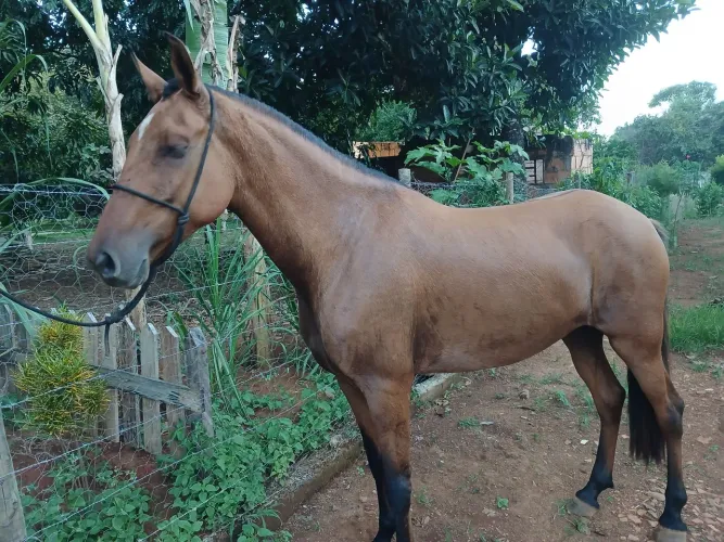 Égua Mangalarga