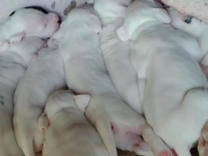 Filhote DOGO ARGENTINO 