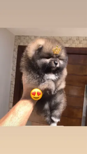 Fêmea de Lulu da Pomerania, mega peluda !