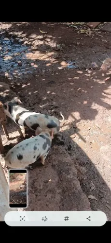 Vendo 8 leitao pietran com piau nacional