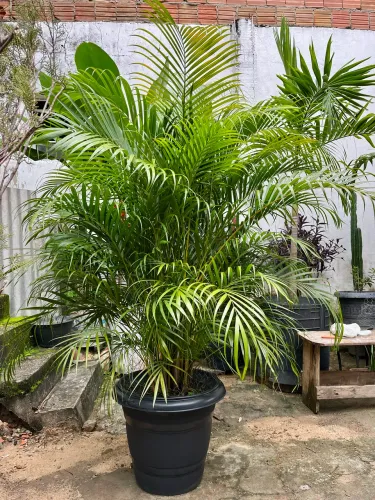 Plantas Ornamentais