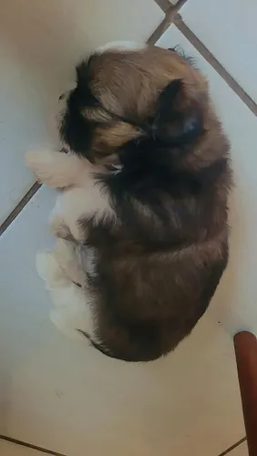 Essa bb shitzu está com 40 dias,uma fofura para alegrar seu lar.