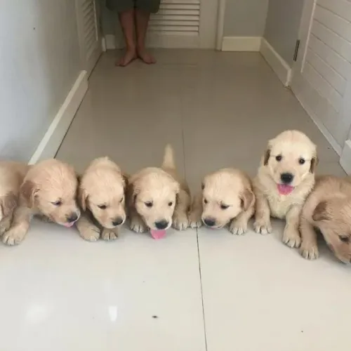 Filhotes de Golden Retriever | Filhote lindo para viver momentos especiais.