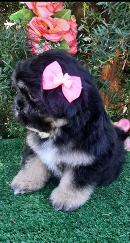 Linda SHIH-TZU PRETINHA já sendo educada a fazer xixi no tapetinho.