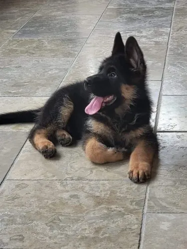 Pastor Alemão - Doguinho Com Entrega Imediata 