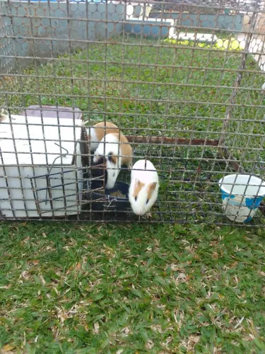 Porquinho da índia. Doação